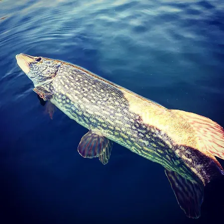 Ca Angela Casa de Férias *